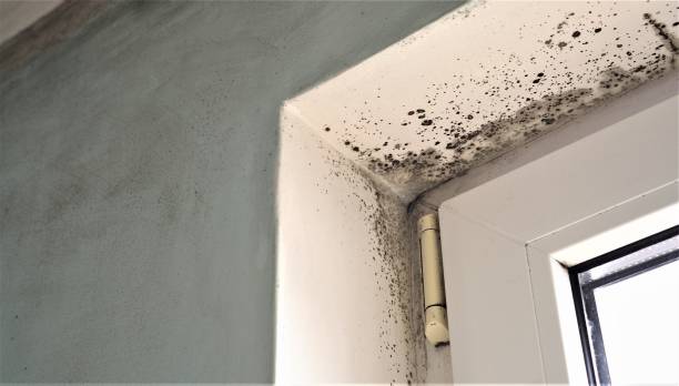 Best Mold Documentation for Insurance Claims  in North Beach Haven, NJ