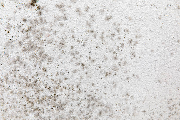Best Mold-Related Health Consultation  in North Beach Haven, NJ